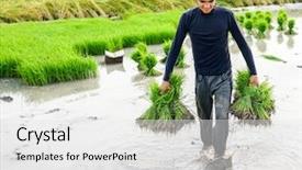  Presentation with coffee plantation coffee farm coffee - Colorful presentation theme enhanced with green manufacturing - young farmer working on rice backdrop and a white colored foreground