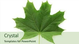  Presentation with maple leaf - Slide set with green maple leaf isolated background and a yellow colored foreground