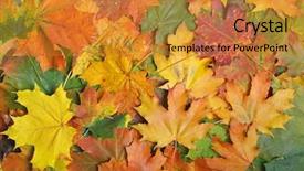  Presentation with autumn - Beautiful theme featuring green maple leaves - autumn color leaf background backdrop and a gold colored foreground