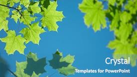  Presentation with green maple leaves - Slides with green maple leaves on blue background and a teal colored foreground