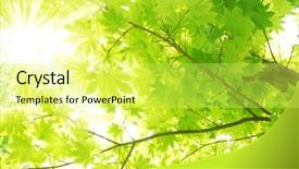  Presentation with green maple leaves - Amazing presentation theme having green maple leaves with sun backdrop and a  colored foreground