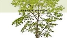  Presentation with maple - Cool new slide set with green maple tree isolated on white background backdrop and a yellow colored foreground