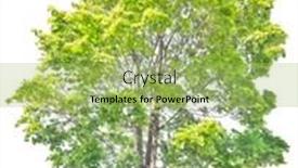  Presentation with green tree - Presentation design enhanced with green-maple-tree-isolated background and a yellow colored foreground