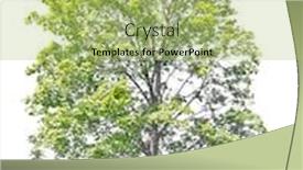  Presentation with green tree - PPT theme with green-maple-tree-isolated background and a yellow colored foreground