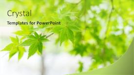  Presentation with maple - PPT layouts consisting of green-maple-tree background and a yellow colored foreground