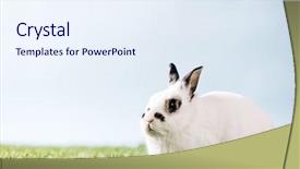  Presentation with domestic animal - Colorful PPT layouts enhanced with green meadow domestic animal furry backdrop and a sky blue colored foreground