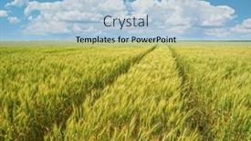  Presentation with green nature - Slide deck consisting of green-meadow-of-wheat background and a light blue colored foreground