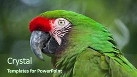  Presentation with military green - Slide set enhanced with green military macaw ara militaris background and a  colored foreground