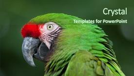  Presentation with military green - Theme enhanced with green military macaw ara militaris background and a tawny brown colored foreground