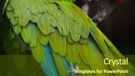  Presentation with military green - Cool new presentation theme with green military macaw ara militaris backdrop and a tawny brown colored foreground
