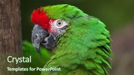  Presentation with military green - Colorful slide set enhanced with green military macaw ara militaris backdrop and a  colored foreground