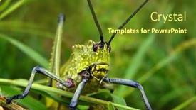  Presentation with locust - Cool new presentation theme with green-milkweed-locust backdrop and a tawny brown colored foreground
