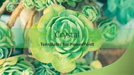  Presentation with succulent - Slides featuring green-miniature-succulent-plants-succulent background and a  colored foreground