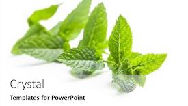  Presentation with mint - Colorful presentation theme enhanced with green-mint-branch-isolated backdrop and a white colored foreground