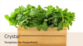  Presentation with mint - Amazing presentation theme having green mint in crate isolated backdrop and a yellow colored foreground