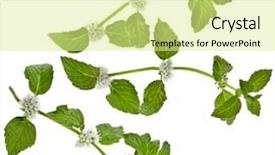 Presentation with green leaves - PPT theme consisting of green mint leaves blooming isolated background and a blonde colored foreground