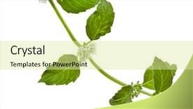  Presentation with chemistry leaves green leaf - Cool new PPT theme with green mint leaves blooming isolated backdrop and a blonde colored foreground