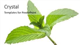  Presentation with green-leaves - Presentation design enhanced with green mint leaves isolated background and a  colored foreground