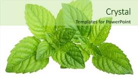  Presentation with green leaves - Cool new PPT theme with little kid boy feeding birds in winter cute happy preschool child hanging colorful selfmade bird house on tree on frosty cold day preschooler in colorful wam clothes nature empathy with animals backdrop and a seafoam green colored foreground.