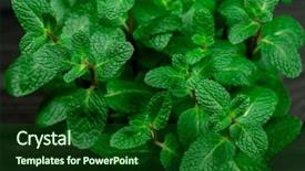  Presentation with mini power plant - Slide deck featuring green mint plant grow shallow background and a forest green colored foreground