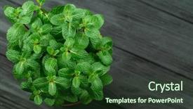  Presentation with mint - Beautiful presentation theme featuring green mint plant grow backdrop and a tawny brown colored foreground