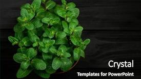  Presentation with mini power plant - Presentation theme enhanced with green mint plant grow background and a black colored foreground