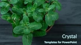  Presentation with mint - Theme consisting of green mint plant grow background and a wine colored foreground