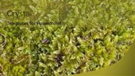  Presentation with beautiful green - Theme with green-moss-background-texture-beautiful background and a gold colored foreground
