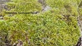  Presentation with beautiful green - PPT theme featuring green-moss-background-texture-beautiful background and a yellow colored foreground