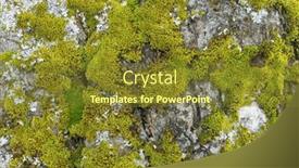  Presentation with lichen - Theme enhanced with green-moss-closeup-texture-forest background and a tawny brown colored foreground