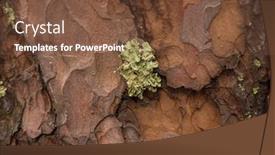  Presentation with green tree - PPT layouts featuring green-moss-on-a-tree background and a tawny brown colored foreground
