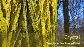  Presentation with pine forest - PPT theme featuring green-moss-on-pine-bark background and a tawny brown colored foreground