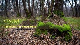  Presentation with root - Slide set with green-moss-on-root-trees background and a tawny brown colored foreground