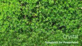  Presentation with green nature - Presentation design consisting of green-moss-polytrichum-commune-texture background and a forest green colored foreground