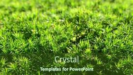  Presentation with green nature - Presentation design enhanced with green-moss-polytrichum-commune-texture background and a tawny brown colored foreground