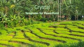  Presentation with rice fields - Theme with green-natural-landscapes-rice-fields background and a  colored foreground