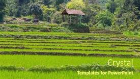  Presentation with rice fields - Presentation featuring green-natural-landscapes-rice-fields background and a tawny brown colored foreground