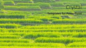  Presentation with rice fields - Theme featuring green-natural-landscapes-rice-fields background and a seafoam green colored foreground