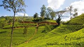  Presentation with plantation - Presentation theme having green-natural-landscapes-tea-plantation background and a gold colored foreground