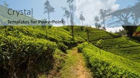 Presentation with plantation - PPT layouts consisting of green-natural-landscapes-tea-plantation background and a light blue colored foreground