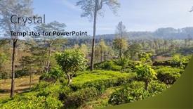 Presentation with plantation - Slides having green-natural-landscapes-tea-plantation background and a light blue colored foreground