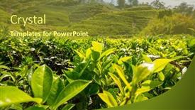  Presentation with plantation - Presentation theme having green-natural-landscapes-tea-plantation background and a tawny brown colored foreground