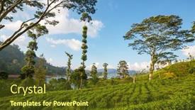  Presentation with plantation - Presentation design enhanced with green-natural-landscapes-tea-plantation background and a tawny brown colored foreground