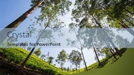  Presentation with plantation - Presentation theme enhanced with green-natural-landscapes-tea-plantation background and a light blue colored foreground