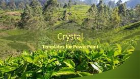  Presentation with plantation - PPT theme enhanced with green-natural-landscapes-tea-plantation background and a tawny brown colored foreground
