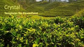  Presentation with plantation - Presentation design enhanced with green-natural-landscapes-tea-plantation background and a tawny brown colored foreground