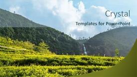  Presentation with plantation - Presentation theme consisting of green-natural-landscapes-tea-plantation background and a sky blue colored foreground