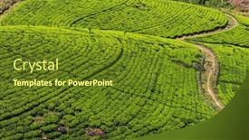  Presentation with plantation - Slide set featuring green-natural-landscapes-tea-plantation background and a tawny brown colored foreground