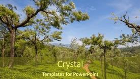  Presentation with plantation - Slide deck enhanced with green-natural-landscapes-tea-plantation background and a tawny brown colored foreground