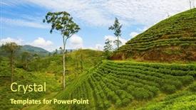 Presentation with plantation - Slides with green-natural-landscapes-tea-plantation background and a tawny brown colored foreground